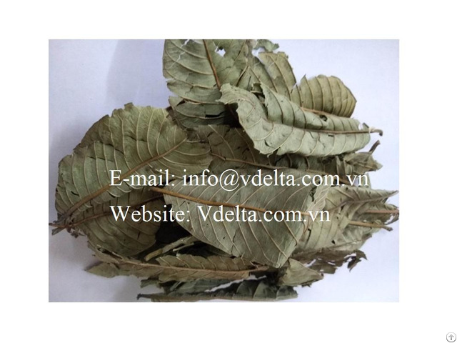 Dried Guava Leaves