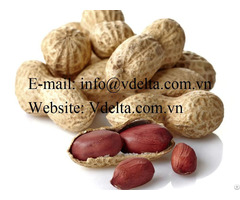 Natural High Quality Peanut