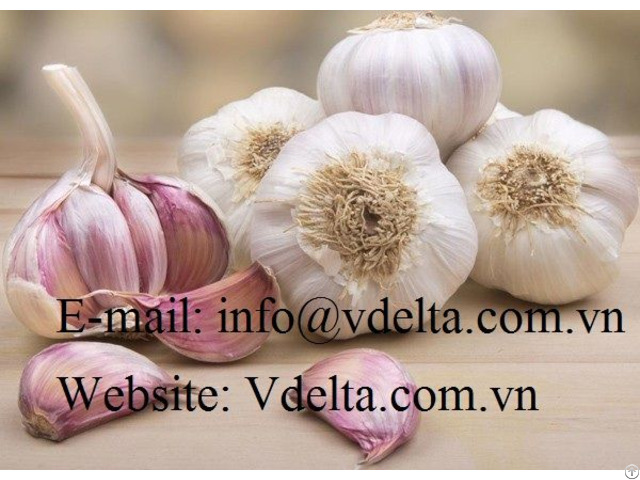 Fresh Garlic Vietnam