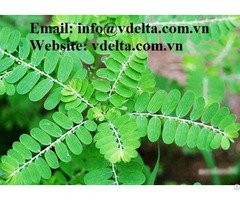 Wholesale Gallic Acid Phyllanthus Urinaria Extract
