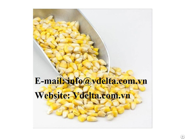 Dried Corn Seeds From Vietnam With High Quality