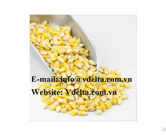 Dried Corn Seeds From Vietnam With High Quality