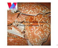 High Quality Crab Shell Vdelta