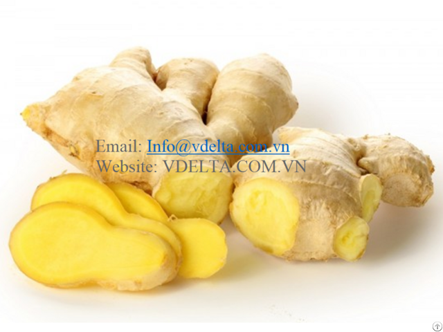 Fresh Ginger Fromvietnam