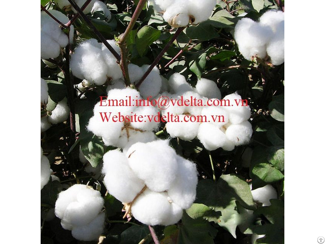 High Quality Cotton Seed Vdelta