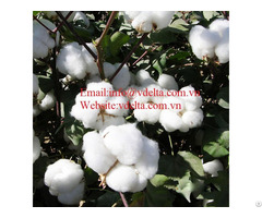 High Quality Cotton Seed Vdelta
