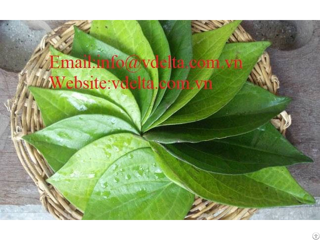 High Quality Betel Leaf Vdelta