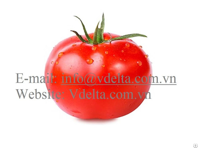 Fresh Tomatoes High Quality