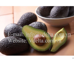 High Quality Hass Avocado From Viet Nam