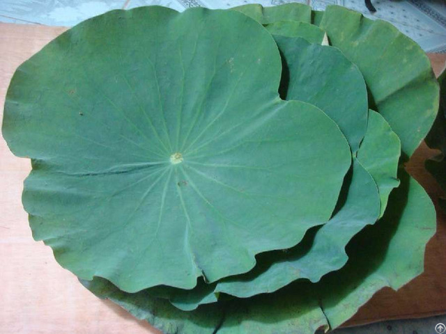 Dried Lotus Leaves