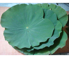 Dried Lotus Leaves