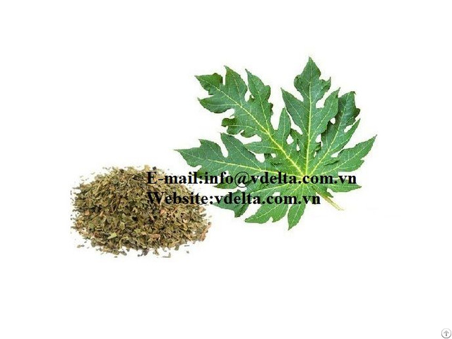 Dried Leaves For Tea Papaya Leaf High Quality