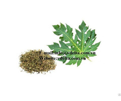 Dried Leaves For Tea Papaya Leaf High Quality