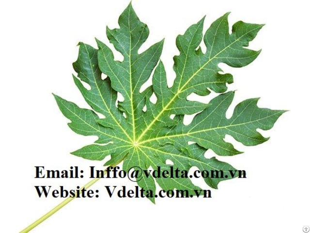 Papaya Leaf From Vietnam