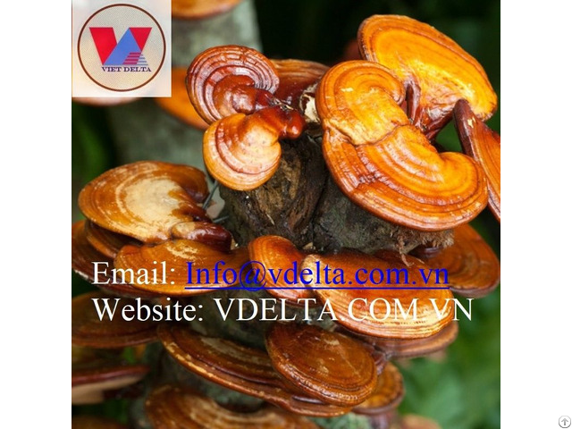 Natural Red Reishi Mushroom