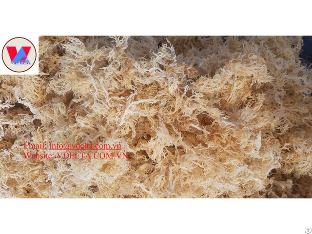 Sea Moss Good Price From Vietnam