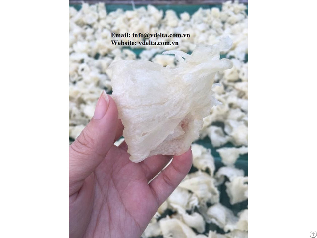 Hot Sale 2020 Basa Fish Maw