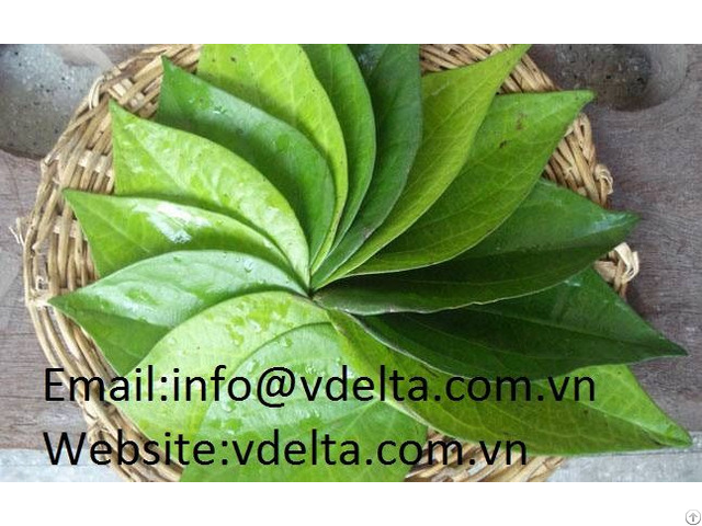 High Quality Betel Leaf