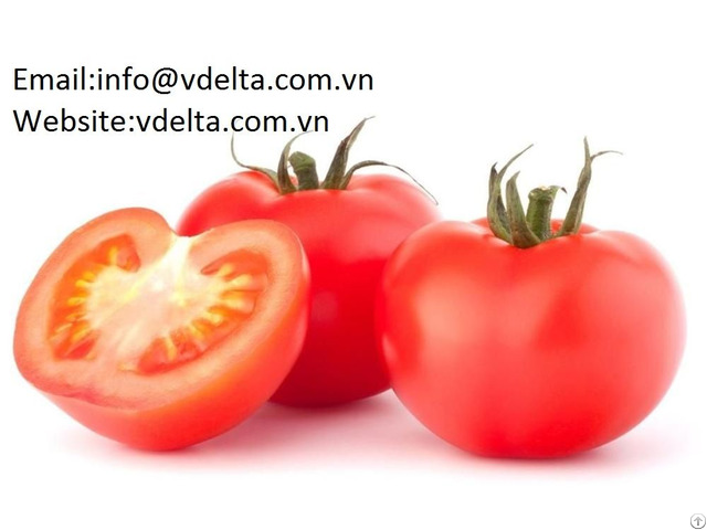 High Quality Fresh Tomato Vdelta
