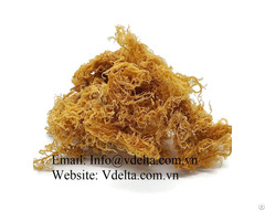 Seaweed From Vietnam