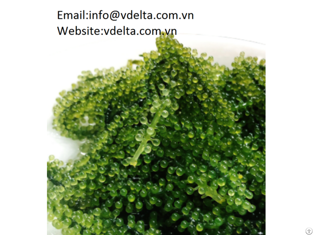 High Quality Sea Grapes Vdelta