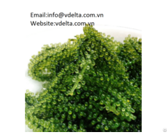 High Quality Sea Grapes Vdelta