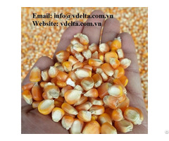 High Quality Dried Corn Seeds