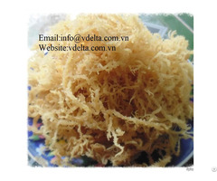 High Quality Sea Moss Vdelta