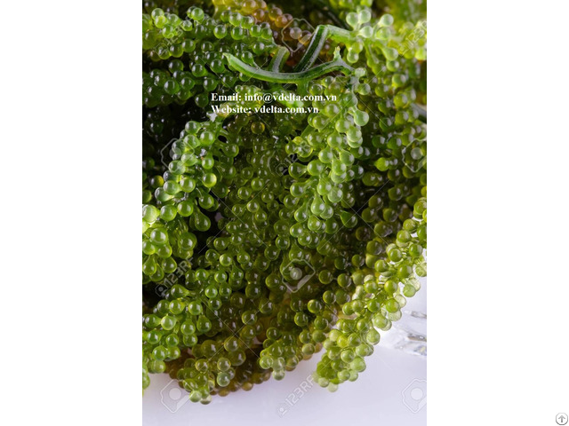 Natural Sea Grapes