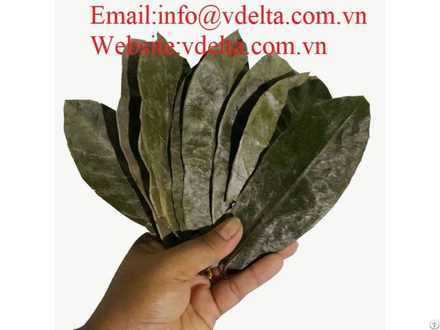 High Quality Soursop Leaf Vdelta