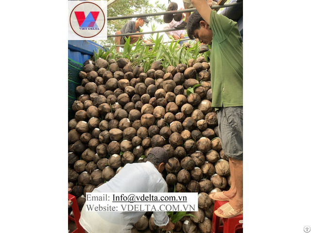 Coconut Seedling From Viet Nam