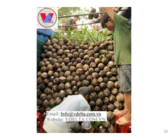 Coconut Seedling From Viet Nam