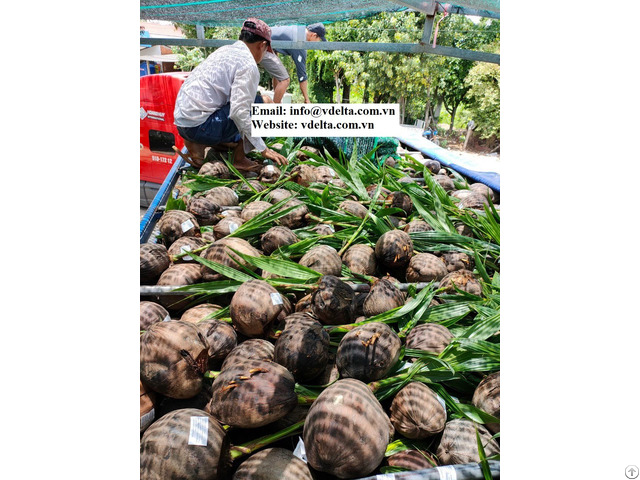 Vietnamese Coconut Seeding