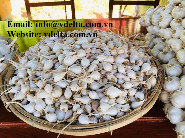 Fresh Garlic From Viet Nam