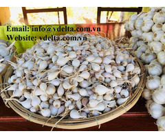 Fresh Garlic From Viet Nam