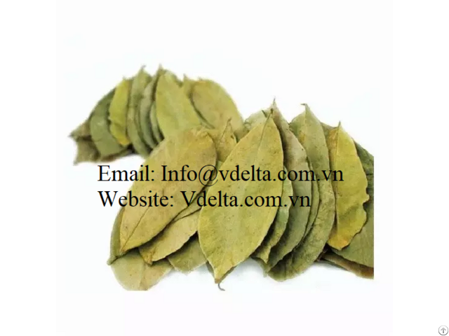 Organic Dried Soursop Leaf From Vietnam