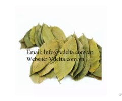 Organic Dried Soursop Leaf From Vietnam