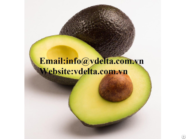 High Quality Fresh Avocado Vdelta