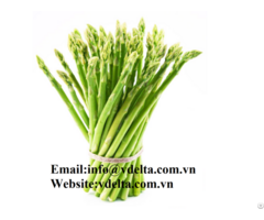 High Quality Fresh Asparagus Vdelta