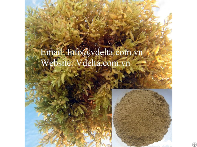 Sargassum Seaweed Powder From Vietnam