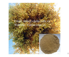 Sargassum Seaweed Powder From Vietnam