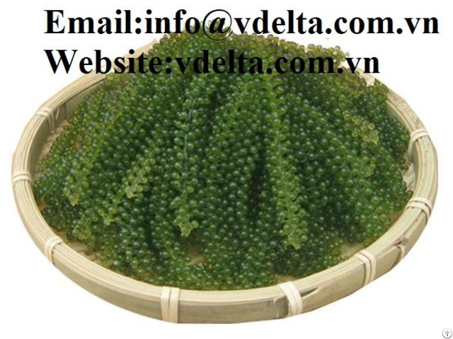 High Quality Sea Grapes