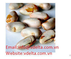 High Quality Powder Jackfruit Seed Vdelta