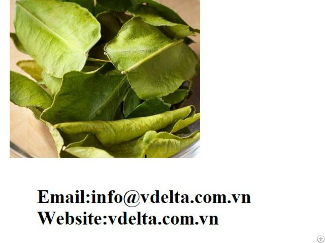 High Quality Dried Lime Leaves Vdelta