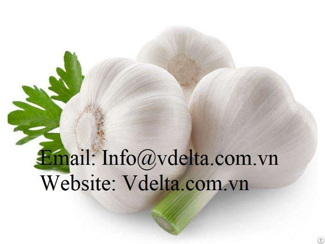 Fresh Garlic From Vietnam