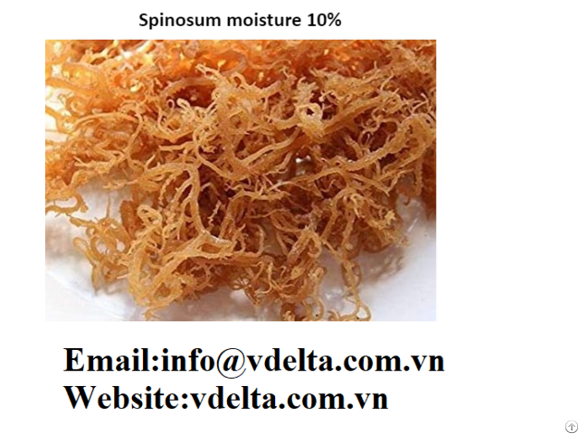 High Quality Sea Moss Vietnam