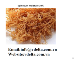 High Quality Sea Moss Vietnam