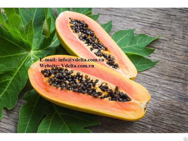 Healthy Food Papaya Seeds From Viet Nam