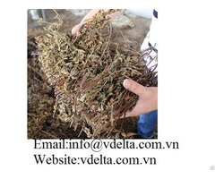 High Quality Dried Grass Jelly Vdelta