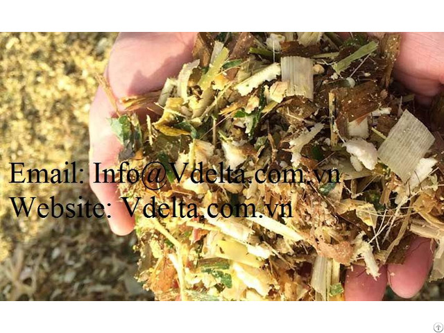 Corn Silage For Animal Feed From Vietnam